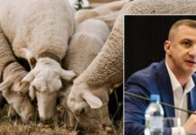 50000 de lei din fondul de rezervă al județului pentru focarul de la Giulvăz. Simonis: „Nu putem continua la nesfârșit să facem treaba Guvernului”