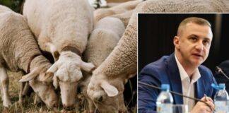 50000 de lei din fondul de rezervă al județului pentru focarul de la Giulvăz. Simonis: „Nu putem continua la nesfârșit să facem treaba Guvernului”