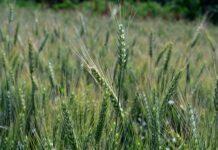Fermierii din Europa își schimbă programul de lucru din cauza caniculei. Recoltele diminuază, iar vechile calendare agricole nu mai sunt eficiente.