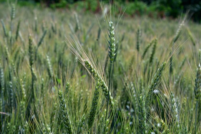 Fermierii din Europa își schimbă programul de lucru din cauza caniculei. Recoltele diminuază, iar vechile calendare agricole nu mai sunt eficiente.