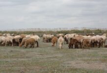 Focarul de pestă din Tomnatic a fost oficial stins. Restricțiile rămân în vigoare în întreg județul Timiș.