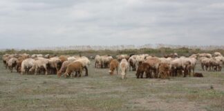 Focarul de pestă din Tomnatic a fost oficial stins. Restricțiile rămân în vigoare în întreg județul Timiș.