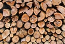 Peste 3.500 de metri cubi de lemn din pădurile Primăriei Timișoara, disponibile la licitație. Care este prețul?