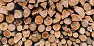 Peste 3.500 de metri cubi de lemn din pădurile Primăriei Timișoara, disponibile la licitație. Care este prețul?