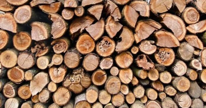 Peste 3.500 de metri cubi de lemn din pădurile Primăriei Timișoara, disponibile la licitație. Care este prețul?