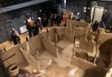 Festival la Sanctuarul Neolitic din Parța. Dans, muzică electronică și roboți galactici, sub razele soarelui.