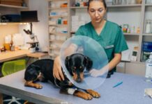 FOTO. Peste 120 de timișoreni și-au sterilizat câinii și pisicile prin intermediul noului program al primăriei