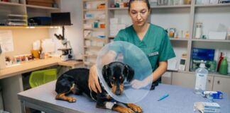 FOTO. Peste 120 de timișoreni și-au sterilizat câinii și pisicile prin intermediul noului program al primăriei