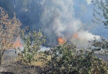 Incendiu de vegetație la Lugoj. Vaci salvate și numeroase pierderi materiale.