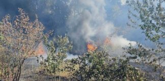 Incendiu de vegetație la Lugoj. Vaci salvate și numeroase pierderi materiale.