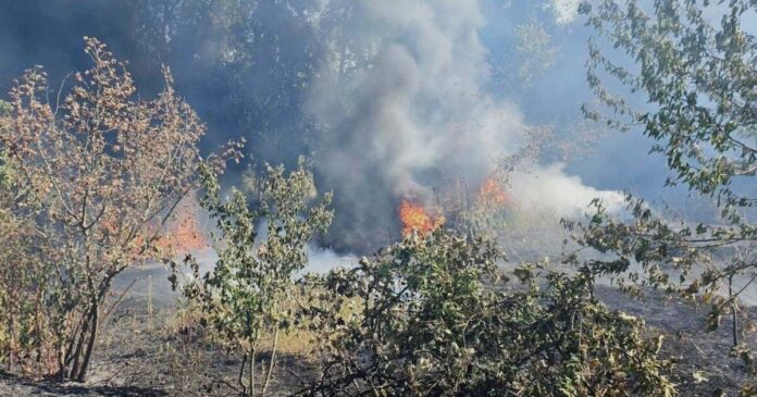 Incendiu de vegetație la Lugoj. Vaci salvate și numeroase pierderi materiale.