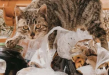 4.200 de tone de alimente, salvate de la risipă în șase ani la Timișoara 4.200 de tone de alimente, salvate de la risipă în șase ani la Timișoara