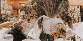 4.200 de tone de alimente, salvate de la risipă în șase ani la Timișoara 4.200 de tone de alimente, salvate de la risipă în șase ani la Timișoara