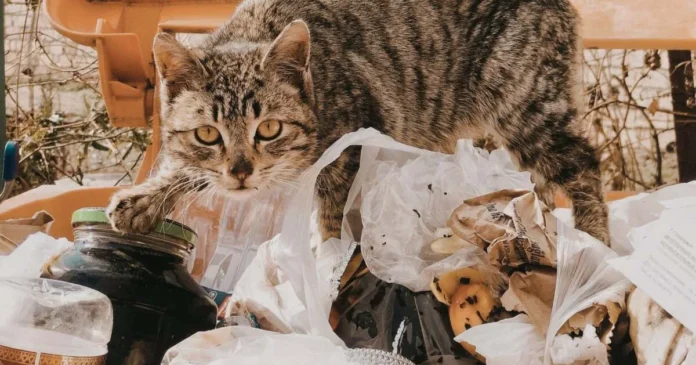 4.200 de tone de alimente, salvate de la risipă în șase ani la Timișoara 4.200 de tone de alimente, salvate de la risipă în șase ani la Timișoara