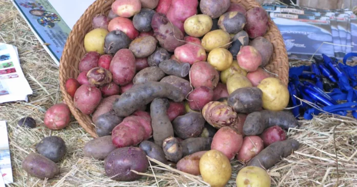 5 alimente mai scumpe în iarnă. Unul e nelipsit din bucătăria românilor 5 alimente mai scumpe în iarnă. Unul e nelipsit din bucătăria românilor