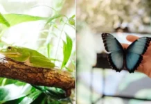 Expoziție inedită cu broscuțe tropicale și fluturi spectaculoși la Iulius Town Timișoara Expoziție inedită cu broscuțe tropicale și fluturi spectaculoși la Iulius Town Timișoara