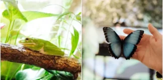 Expoziție inedită cu broscuțe tropicale și fluturi spectaculoși la Iulius Town Timișoara Expoziție inedită cu broscuțe tropicale și fluturi spectaculoși la Iulius Town Timișoara
