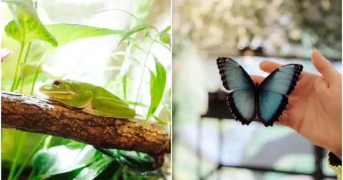 Expoziție inedită cu broscuțe tropicale și fluturi spectaculoși la Iulius Town Timișoara