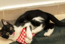 Târg de adopții pentru pisici și căței la Timișoara Târg de adopții pentru pisici și căței la Timișoara