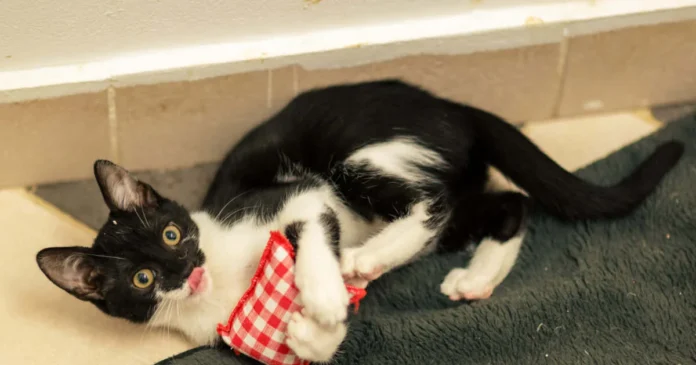 Târg de adopții pentru pisici și căței la Timișoara