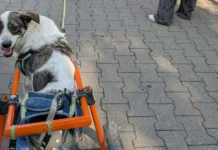Timișoara: Festival de adopții canine și lecții de empatie. Proiectul „O Comunitate Blană” Timișoara: Festival de adopții canine și lecții de empatie. Proiectul „O Comunitate Blană”