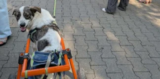 Timișoara: Festival de adopții canine și lecții de empatie. Proiectul „O Comunitate Blană” Timișoara: Festival de adopții canine și lecții de empatie. Proiectul „O Comunitate Blană”
