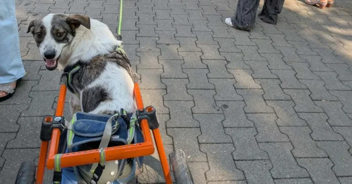 Timișoara: Festival de adopții canine și lecții de empatie. Proiectul „O Comunitate Blană”