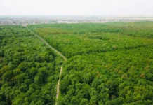 După șase ani de SF, Pădurea Verde poate intra în etapa de amenajare După șase ani de SF, Pădurea Verde poate intra în etapa de amenajare