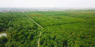 După șase ani de SF, Pădurea Verde poate intra în etapa de amenajare După șase ani de SF, Pădurea Verde poate intra în etapa de amenajare