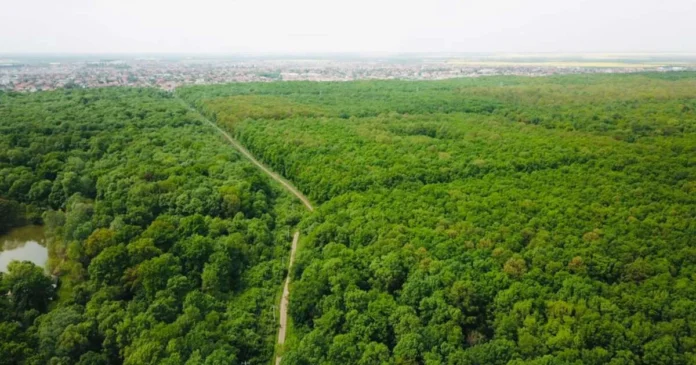 După șase ani de SF, Pădurea Verde poate intra în etapa de amenajare După șase ani de SF, Pădurea Verde poate intra în etapa de amenajare