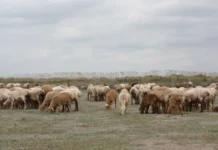 Exporturile de alimente și animale vii, plus 8,1% în primele șapte luni; importurile scad Exporturile de alimente și animale vii, plus 8,1% în primele șapte luni; importurile scad