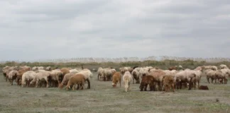 Exporturile de alimente și animale vii, plus 8,1% în primele șapte luni; importurile scad Exporturile de alimente și animale vii, plus 8,1% în primele șapte luni; importurile scad