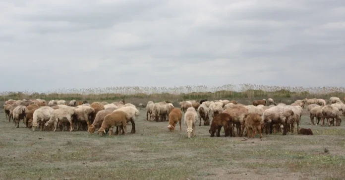 Exporturile de alimente și animale vii, plus 8,1% în primele șapte luni; importurile scad Exporturile de alimente și animale vii, plus 8,1% în primele șapte luni; importurile scad