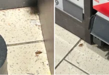 Gândacii nu sunt de vânzare în Kauflandul de pe Gheorghe Lazăr Gândacii nu sunt de vânzare în Kauflandul de pe Gheorghe Lazăr