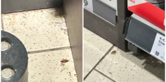 Gândacii nu sunt de vânzare în Kauflandul de pe Gheorghe Lazăr Gândacii nu sunt de vânzare în Kauflandul de pe Gheorghe Lazăr