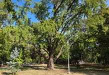 Inventarierea arborilor cu poveste din Timișoara: un Ginkgo biloba, printre primii 12 Inventarierea arborilor cu poveste din Timișoara: un Ginkgo biloba, printre primii 12