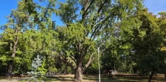 Inventarierea arborilor cu poveste din Timișoara: un Ginkgo biloba, printre primii 12 Inventarierea arborilor cu poveste din Timișoara: un Ginkgo biloba, printre primii 12