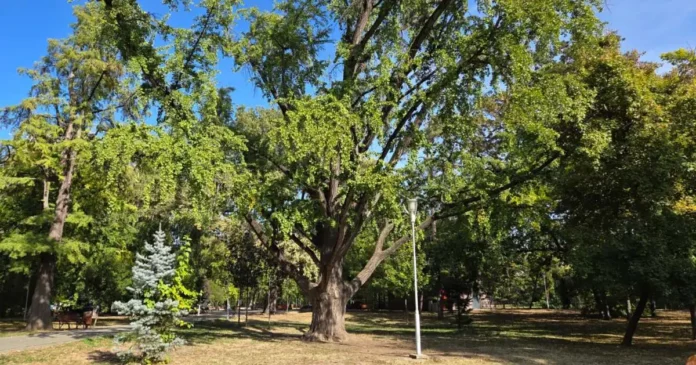 Inventarierea arborilor cu poveste din Timișoara: un Ginkgo biloba, printre primii 12