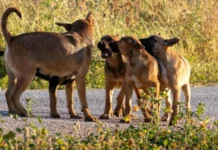 Primăria caută din nou firmă pentru câinii fără stăpân; adăpostul, departe de finalizare Primăria caută din nou firmă pentru câinii fără stăpân; adăpostul, departe de finalizare