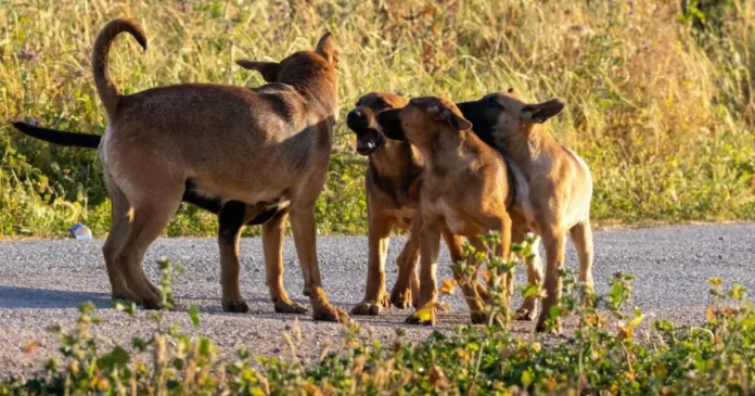 Primăria caută din nou firmă pentru câinii fără stăpân; adăpostul, departe de finalizare Primăria caută din nou firmă pentru câinii fără stăpân; adăpostul, departe de finalizare