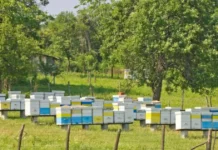 Rovinieta ar putea fi eliminată pentru o categorie de vehicule. Ce schimbări se propun Rovinieta ar putea fi eliminată pentru o categorie de vehicule. Ce schimbări se propun