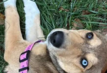 Târg de adopții și cursuri despre animale în octombrie, la Timișoara. Intrarea gratuită Târg de adopții și cursuri despre animale în octombrie, la Timișoara. Intrarea gratuită