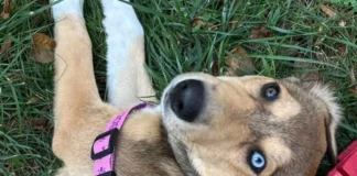 Târg de adopții și cursuri despre animale în octombrie, la Timișoara. Intrarea gratuită Târg de adopții și cursuri despre animale în octombrie, la Timișoara. Intrarea gratuită