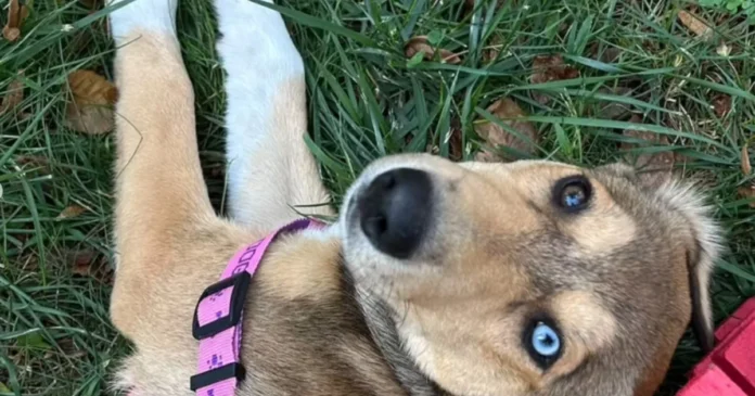 Târg de adopții și cursuri despre animale în octombrie, la Timișoara. Intrarea gratuită
